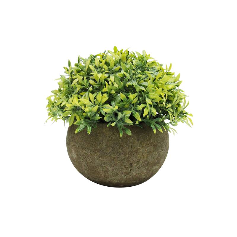 Set of 3 Frosted Green Artificial Boxwood Grass Leaf Succulent Mix Small Plant in Pot 4.5in - 4.5" H x 4.5" W x 4.5" DP