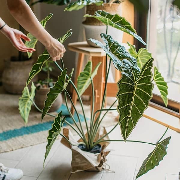 real fiddle leaf fig Fiddle Leaf Fig