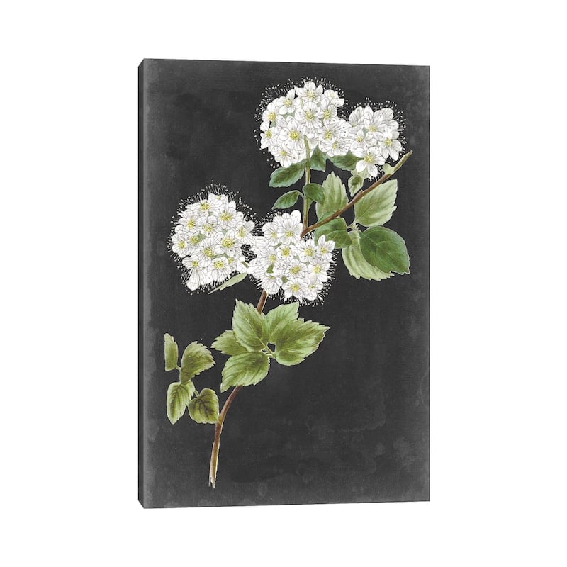 iCanvas "Dramatic White Flowers II" by Vision Studio Canvas Print