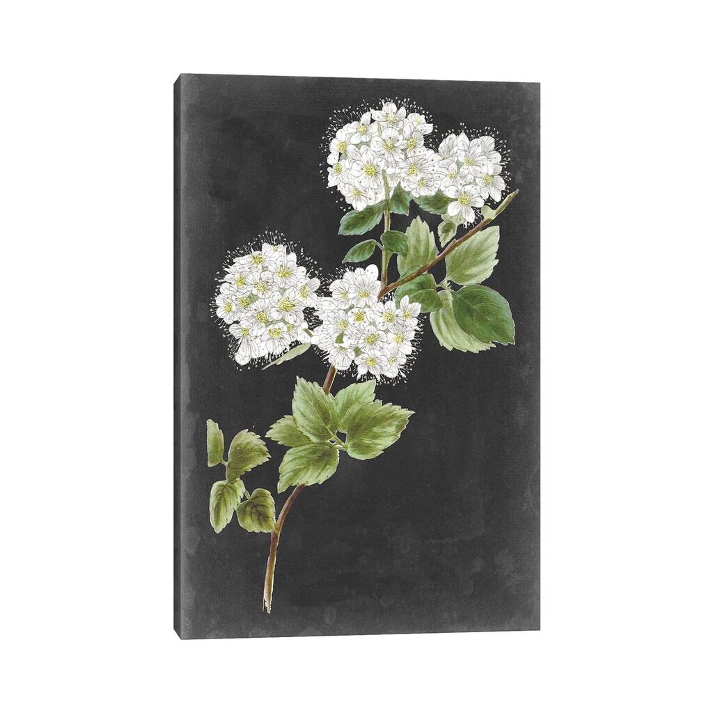 iCanvas "Dramatic White Flowers II" by Vision Studio Canvas Print