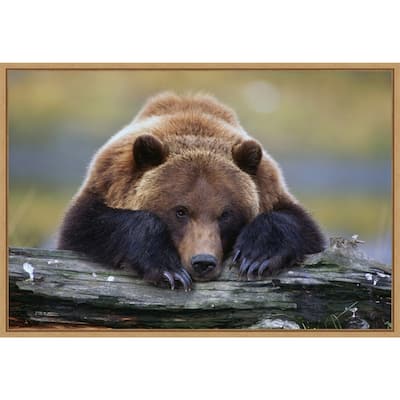 Brown Bear Resting by Design Pics Danita Delimont Framed Canvas Art
