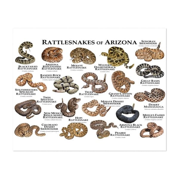 Rattlesnakes of Arizona Illustrations Animals Desert Art Print/Poster