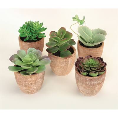 Potted Succulent (Set of 5) - 4 x 4 x 4; 4 x 4 x 7.5