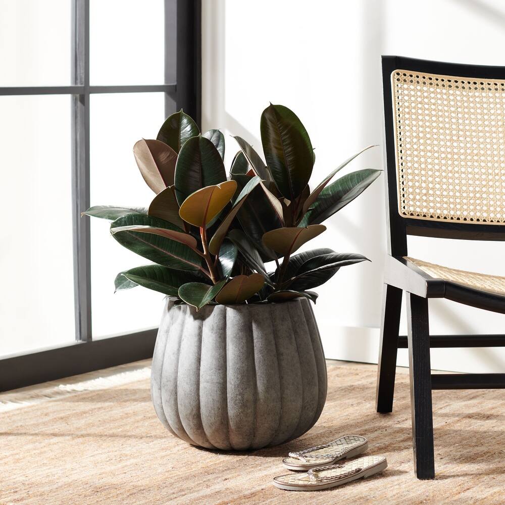 SAFAVIEH Outdoor Aylin Concrete Planter - 14"W x 14"D x 12"H