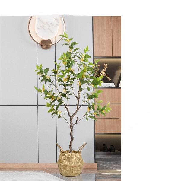 bambus kultur online shop Jetzt Roter Jade-Bambus 'Jiuzhaigou 1' online kaufen bei Bohlken  Pflanzenversand  Bohlken Pflanzenversand GbR