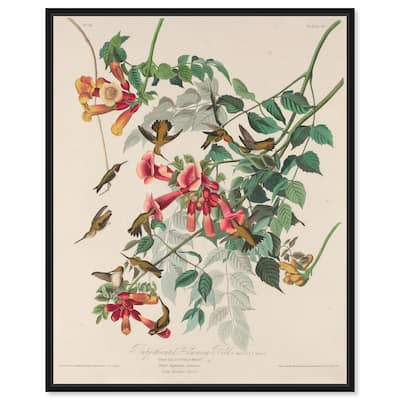 Trochilus Colubris Canvas by Art Remedy