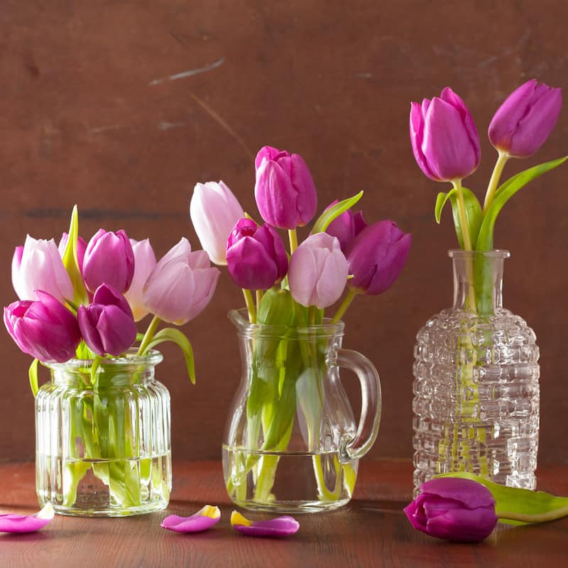 Spring Lavender Trophy Tulips- Purple Flowers - 18 Bulbs - Attracts Butterflies, Bees & Hummingbirds - 18 Bulbs