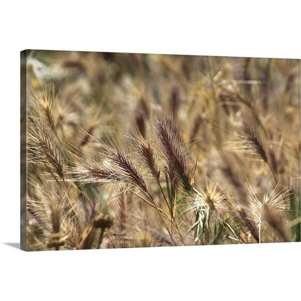 "Close up of wild wheatfield" Canvas Wall Art