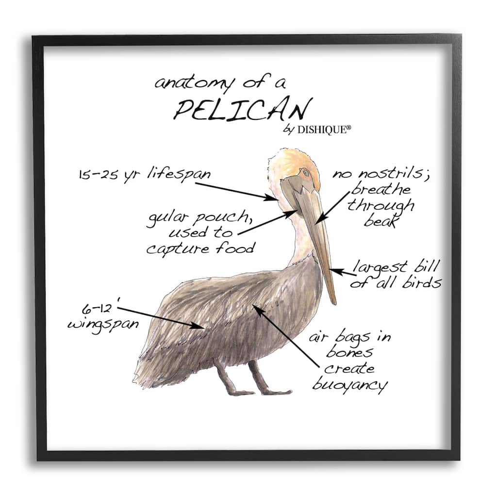 Stupell Pelican Sea Bird Animal Educational Anatomy Diagram Framed Wall Art, Design by Dishique - Beige