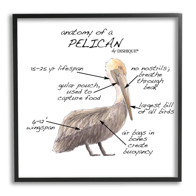 Stupell Pelican Sea Bird Animal Educational Anatomy Diagram Framed Wall Art, Design by Dishique - Beige - 24 x 24 - Black