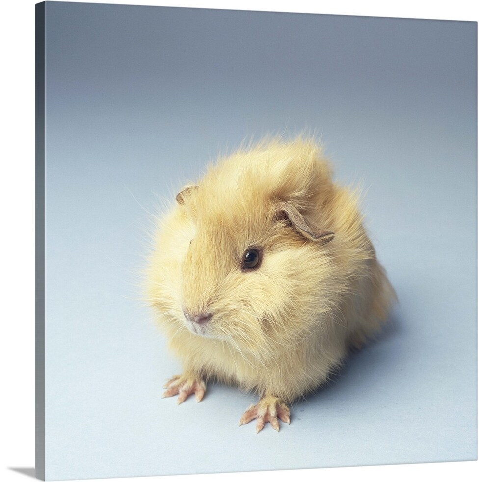 Shop Cream Colored Guinea Pig Canvas Wall Art Overstock 16470177