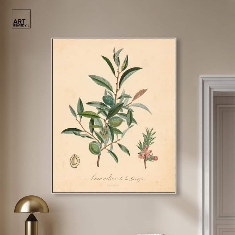 Almond of Georgia I Canvas by Art Remedy