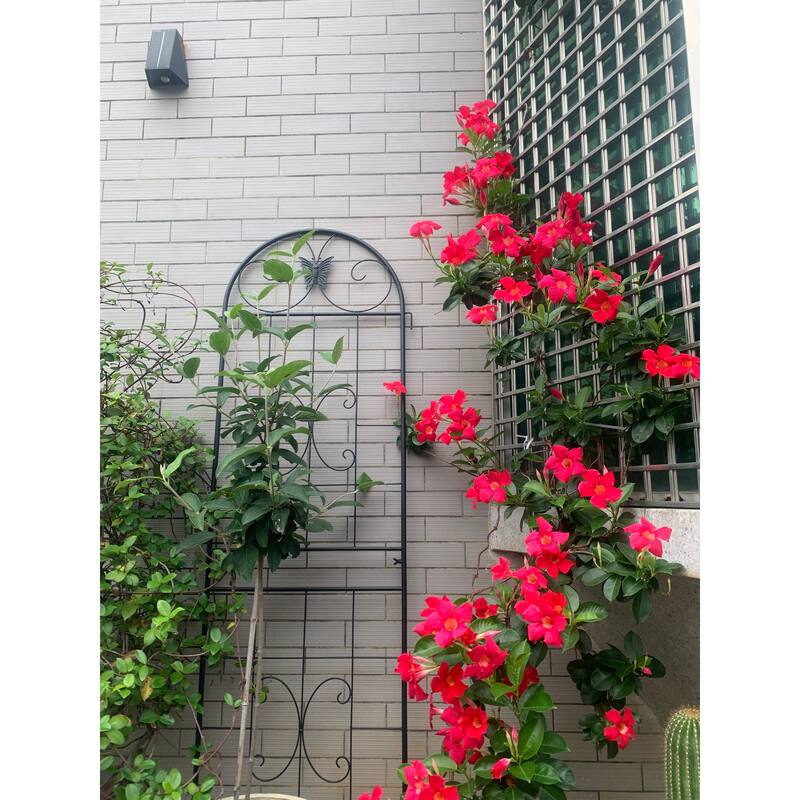 Metal Garden Trellis, 2 Pack Metal Trellis for Climbing Plants, Indoor/Outdoor Plant Trellis for Potted Plants House Plants