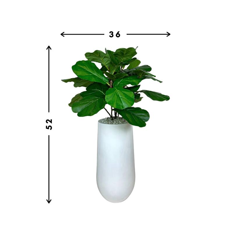 4.5 ft Organic Modern Outdoor fiddle leaf tree in a white pot with rocks - Green