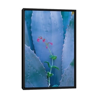 iCanvas "Agave And Parry's Penstemon Close Up, North America I" by Tim Fitzharris Framed Canvas Print