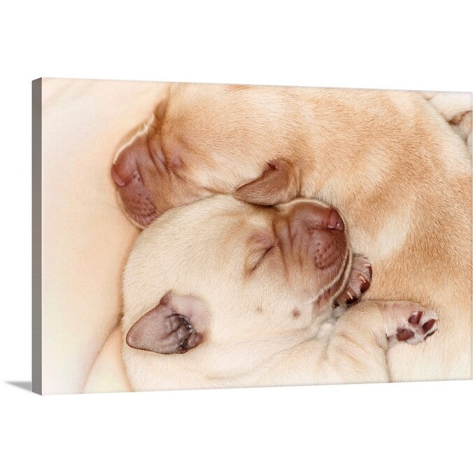 Shop Yellow Labrador Retriever Puppies 10 Days Old Canvas Wall Art Overstock 16470656