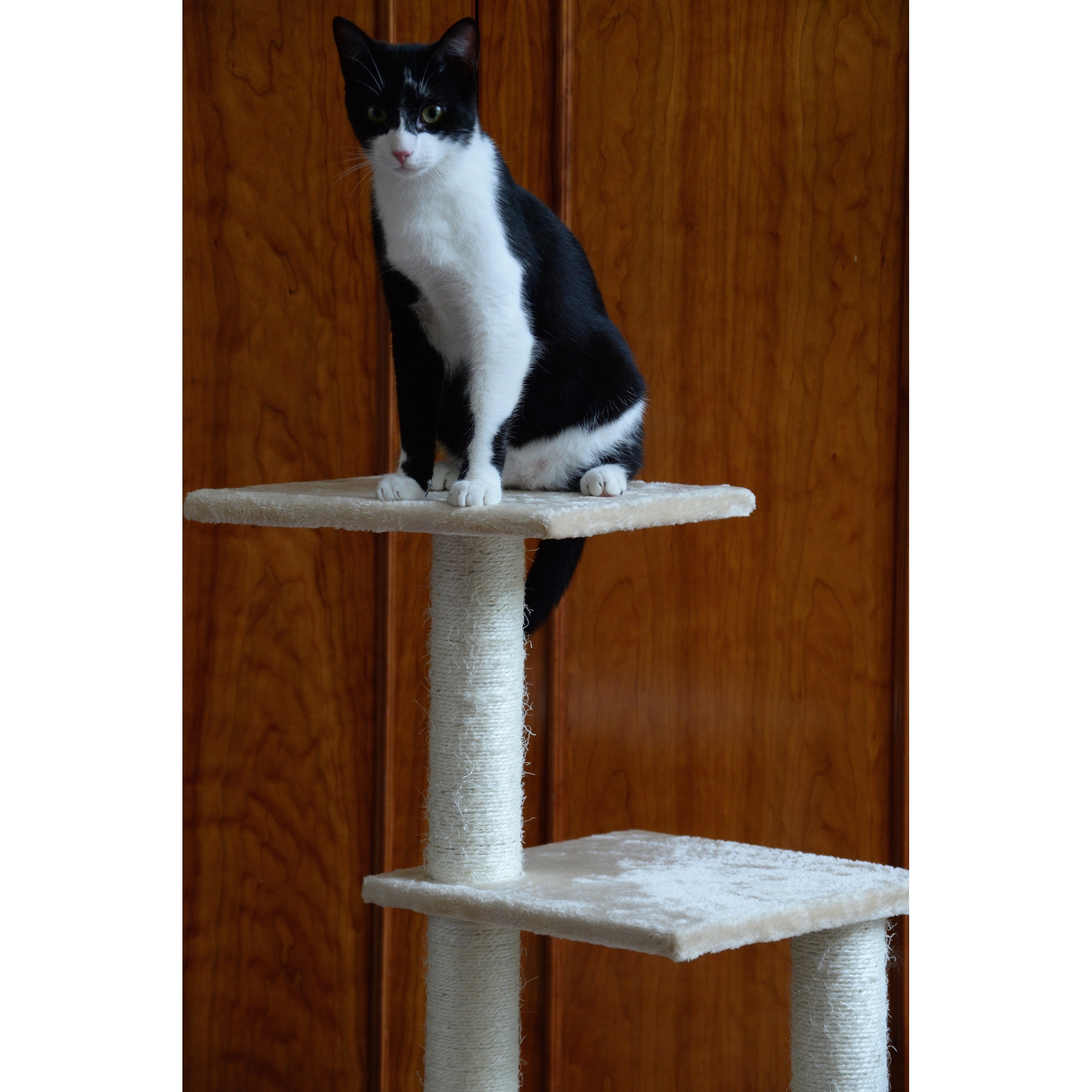 48 inch cat top tree