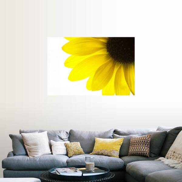 Shop Close Up Of Yellow Sunflower On White Background Studio