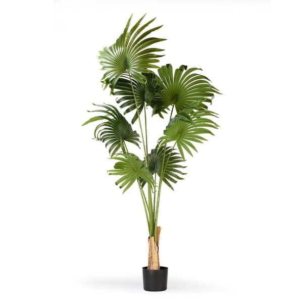 blushing philodendron black cardinal Philodendron 'Black Cardinal' variegated *Growers Choice*