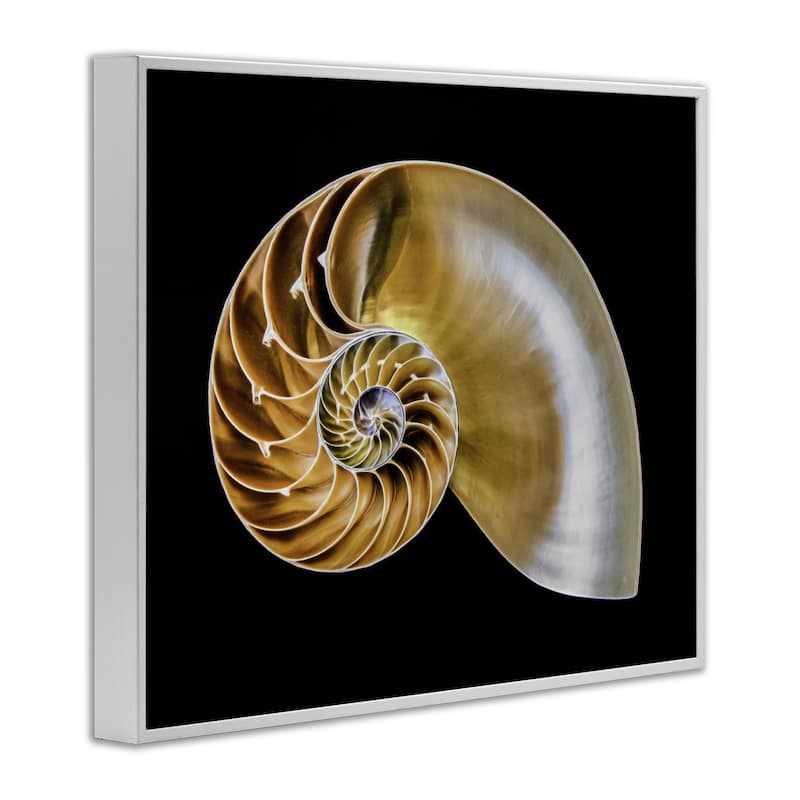 Stupell Tan Nautilus Shell on Black Framed Giclee Art Design By Mary Lou Johnson