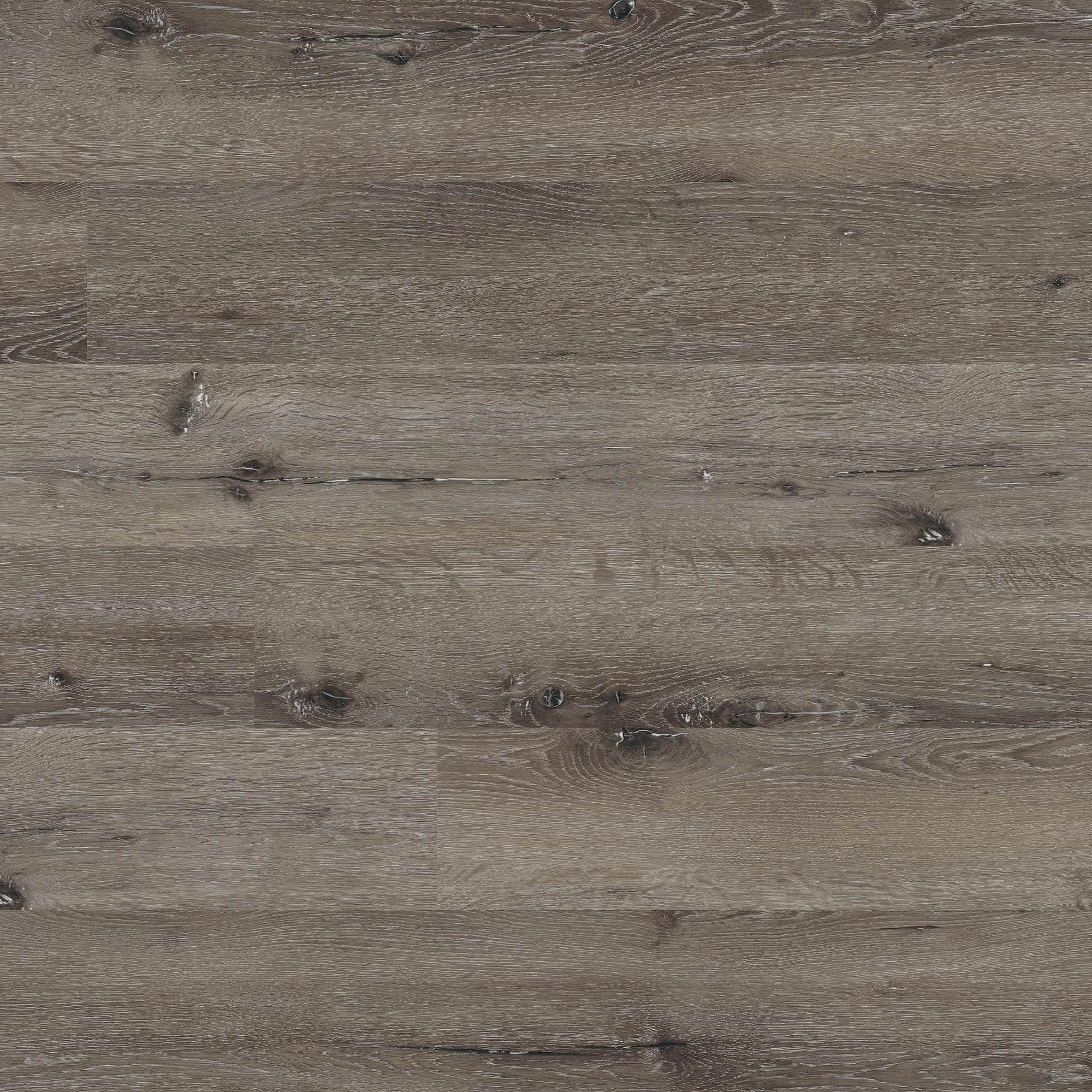 Option Eastern Ash
