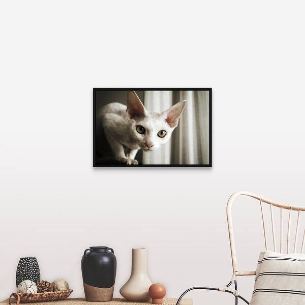 Shop Devon Rex Cat Looking At Camera Black Float Frame Canvas