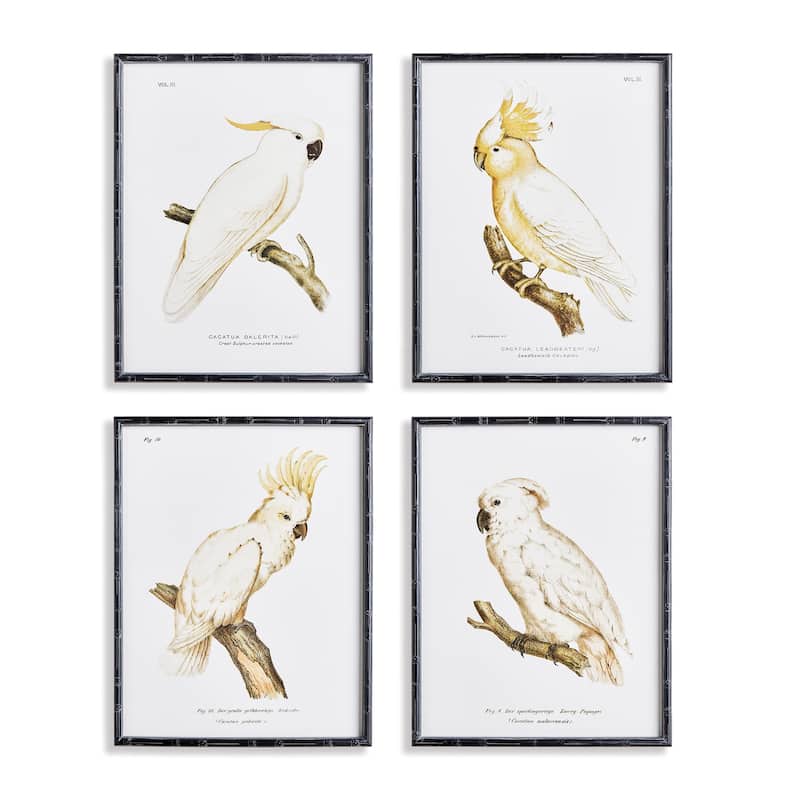 Parrot Study In White - 4 Piece Set