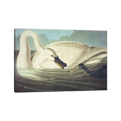iCanvas "Trumpeter Swan II" by John James Audubon Canvas Print