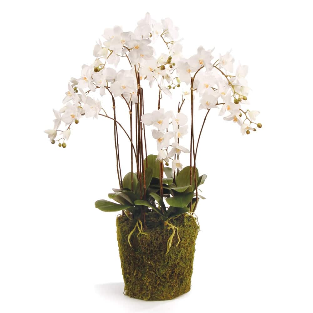 Phalaenopsis Orchid Drop-In 36" with Root Ball - White