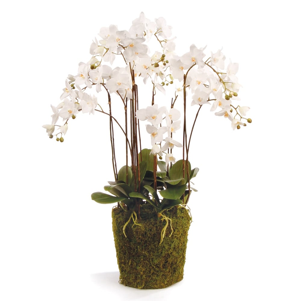 Phalaenopsis Orchid Drop-In 36" with Root Ball - White