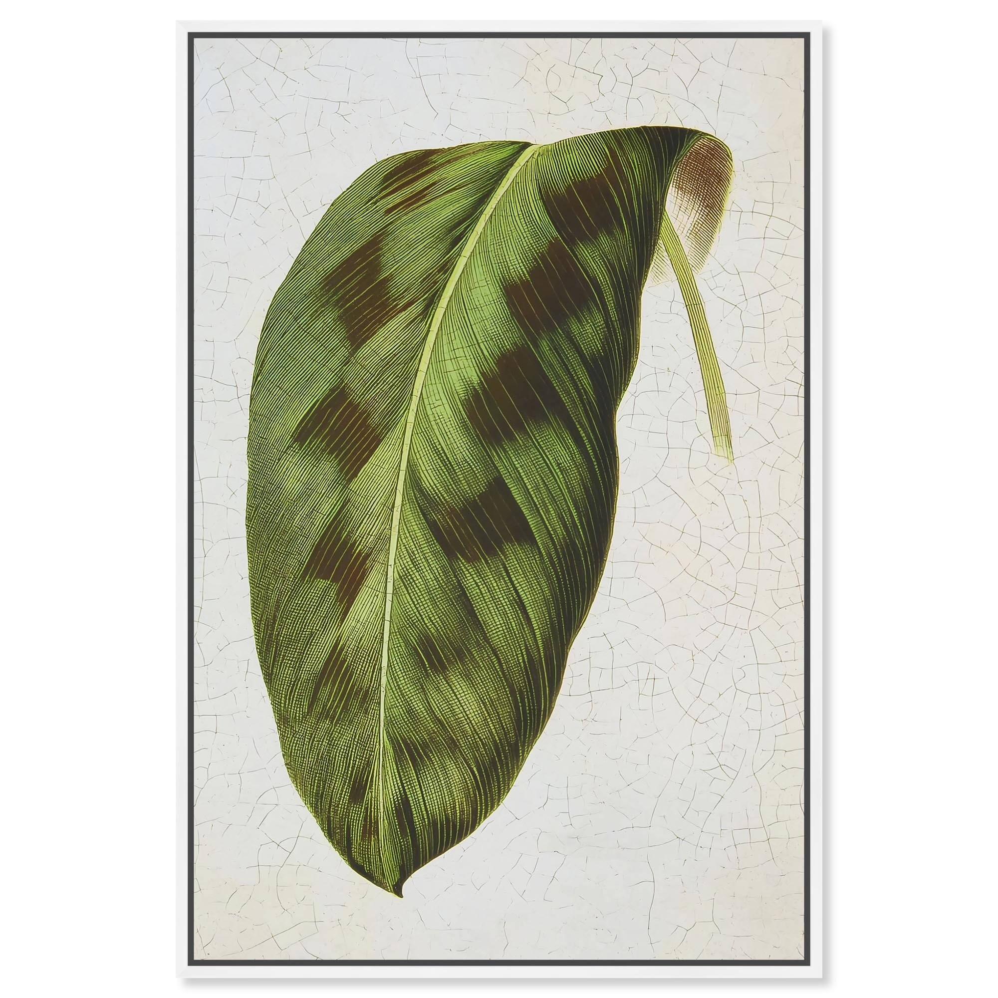 Rattlesnake Leaf Botanical Decor Framed Canvas Print by Art Remedy