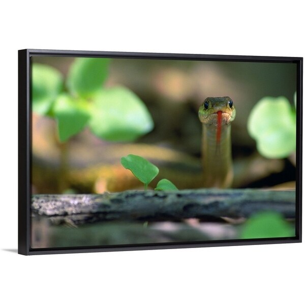 Shop Eastern Garter Snake Thamnophis Sirtalis Sirtalis In