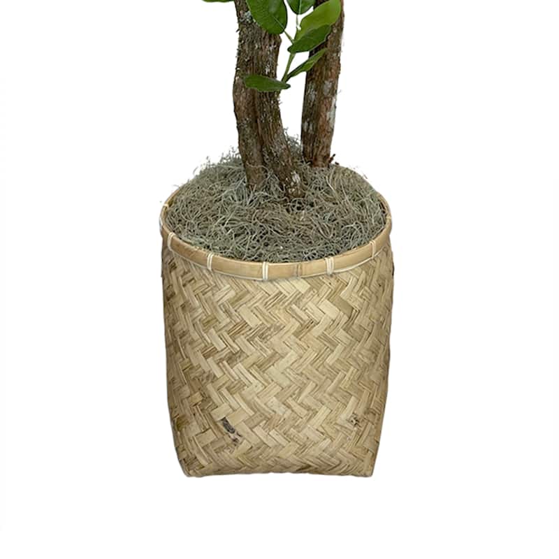 5 ft Oriental Ficus in a Bamboo Planter - Green