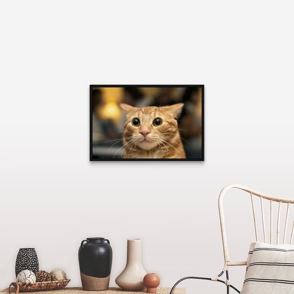 Shop Flash Photo Of Orange Cat Looking Surprised With Large Eyes Ears Back Black Float Frame Canvas Art Overstock 25508545