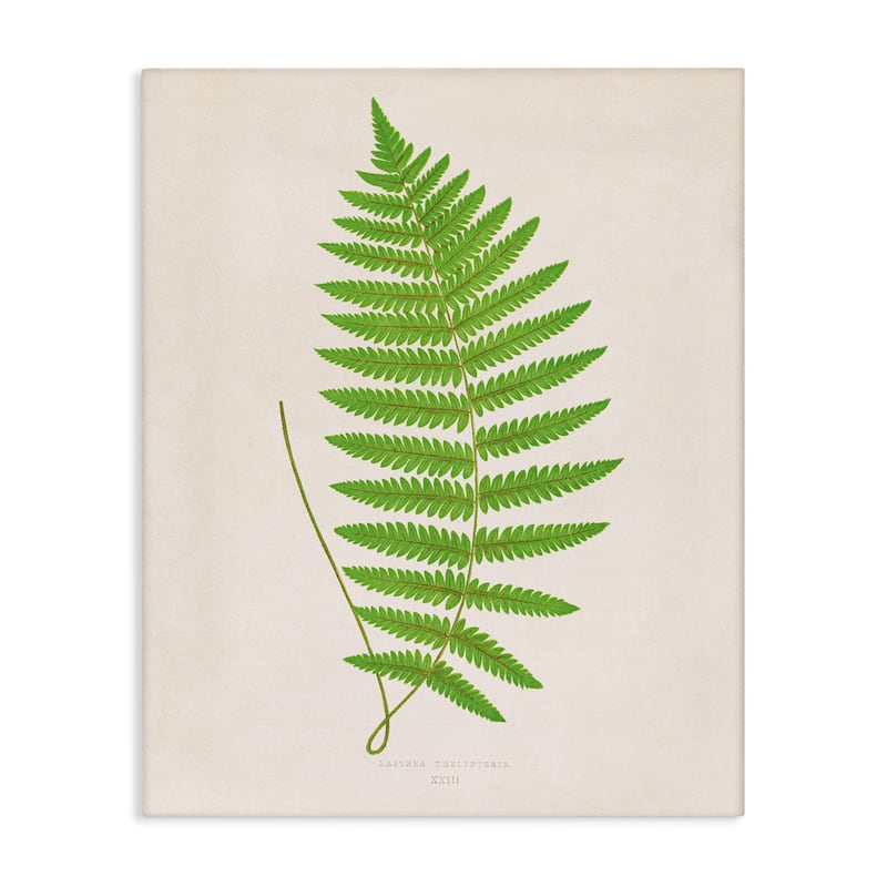 Stupell Single Fern Branch Canvas Wall Art Design By Phillipa Katz - 24 x 30