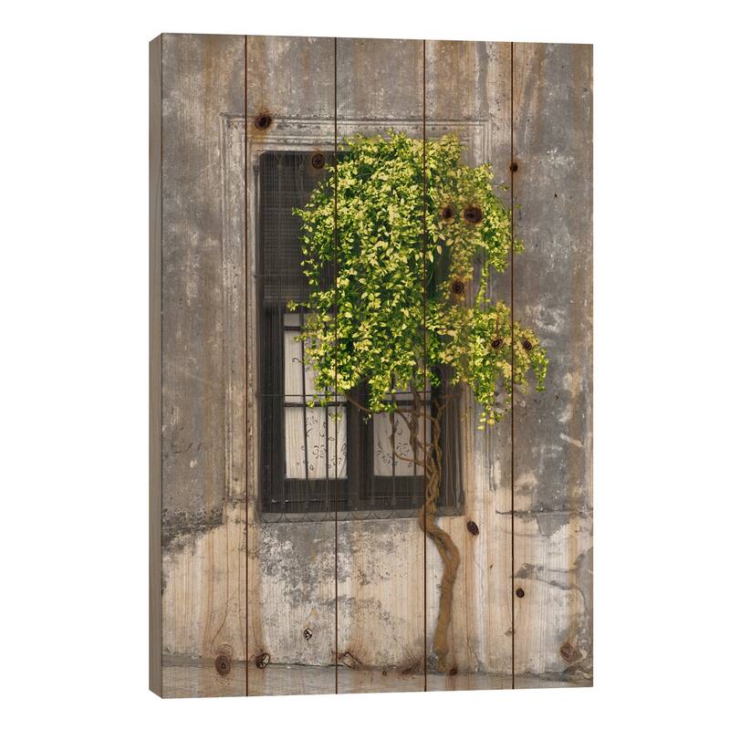 Tree in Front of Window Green Pop Color Pop Print On Wood by Panoramic Images - Multi-Color - 26x18x1.5