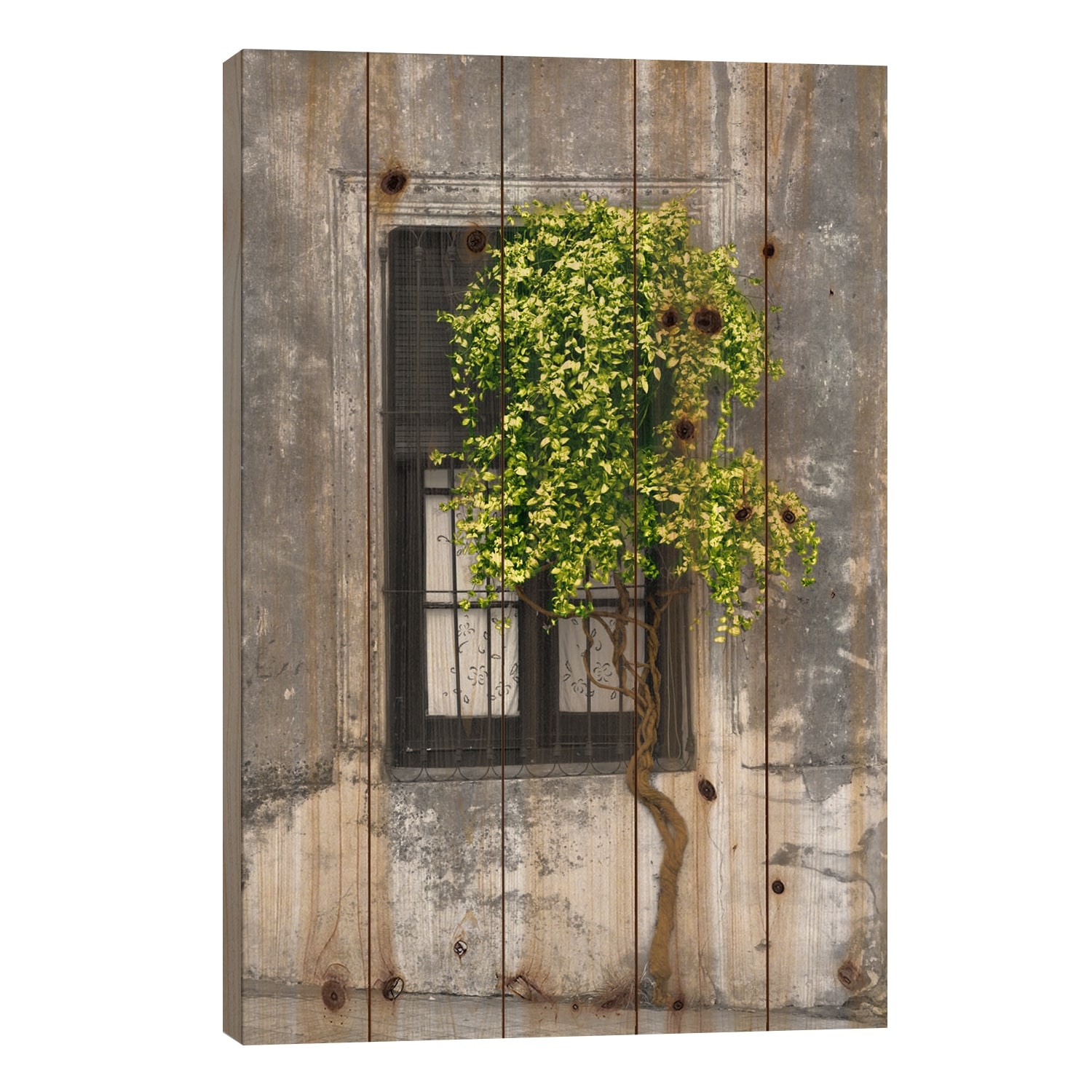 Tree in Front of Window Green Pop Color Pop Print On Wood by Panoramic Images - Multi-Color