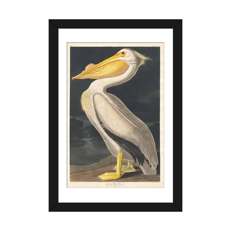iCanvas "American White Pelican" by John James Audubon - Black - 32x24x1