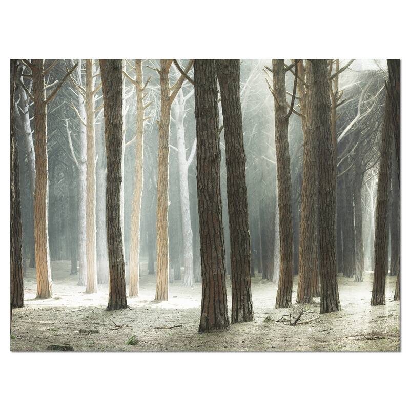 Maritime Pine Tree Forest with Rays - Oversized Forest Canvas Art - Blue