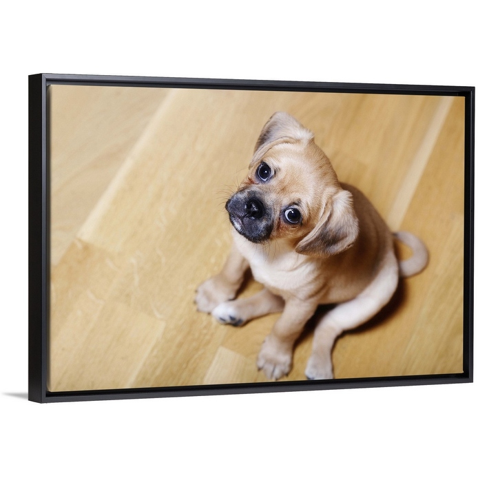 Cavalier king best sale charles pug mix
