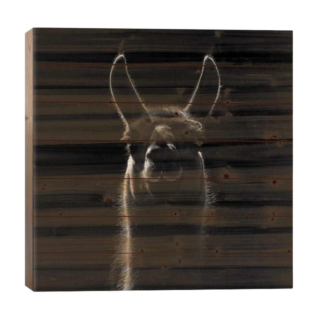 Llama In Black & White Print On Wood by Lukas Holas - Multi-Color
