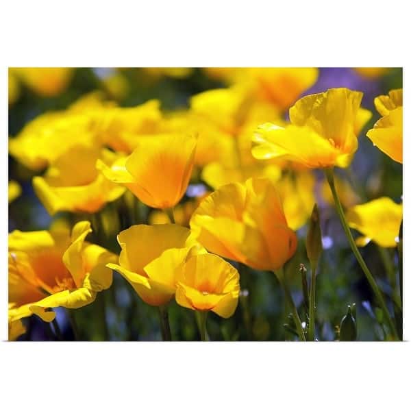 slide 1 of 10, "Desert Poppy Flowers In Bloom" Poster Print - Multi