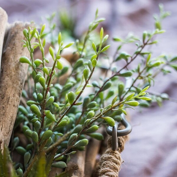 RusticReach Artificial Tail Succulent Stem 18" Tall