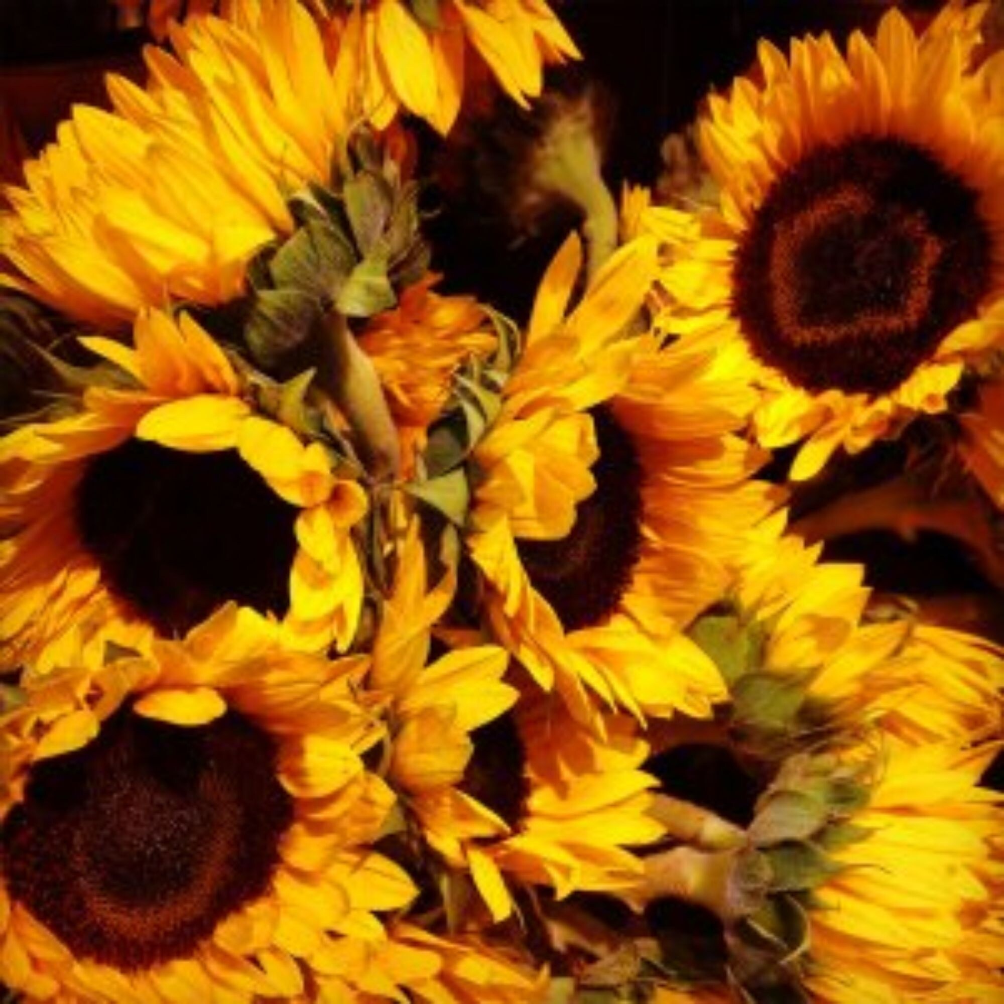Yellow And Brown Rustic Sunflowers Outdoor Canvas Square Wall Art Decor 24 X 24 Overstock 32298859 Download, print or send online with rsvp for free. overstock com