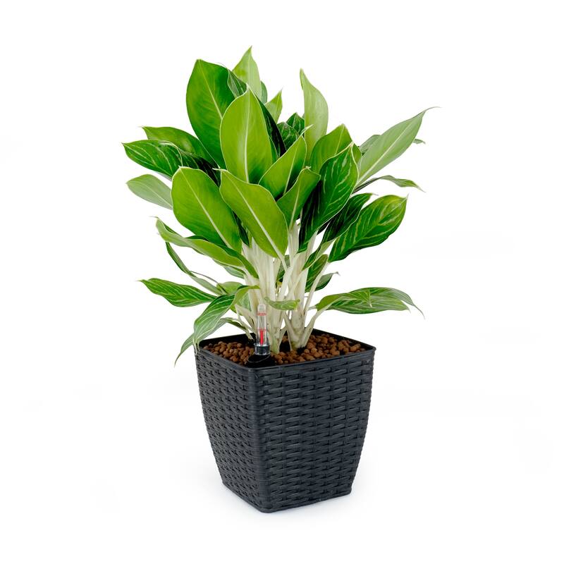 GDFStudio - Farmhouse 2-Piece Indoor/Outdoor Wicker Smart Self-Watering Thin Square Planter Pots with Water Level Indicator