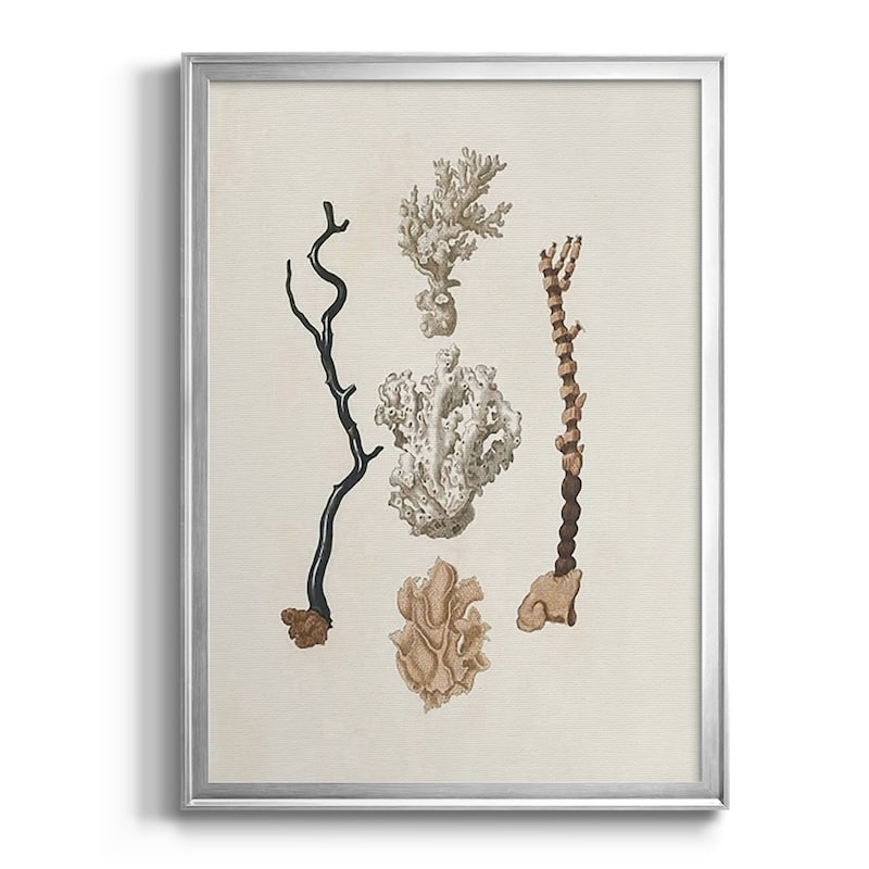 Knorr Shells & Coral V Premium Framed Print - Ready to Hang - 22.5X30.5 - Silver
