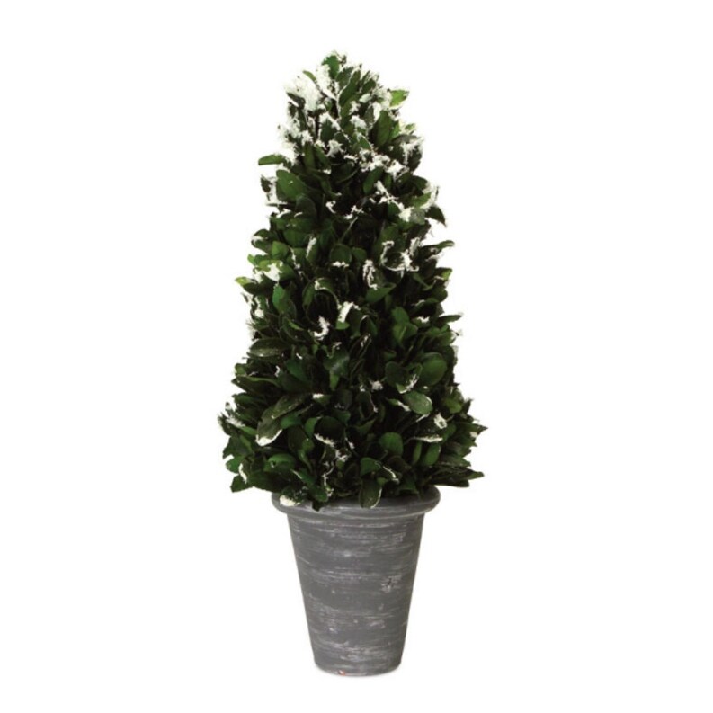 Shop Pack Of 2 Green Frosted Japanese Holly Cone Artificial