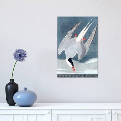 iCanvas "Arctic Tern, Sterna Paradisaea, from "The Birds of America", 1827-38 " by John James Audubon Canvas Print