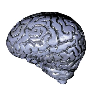 Gray and Black Human Brain Halloween Props