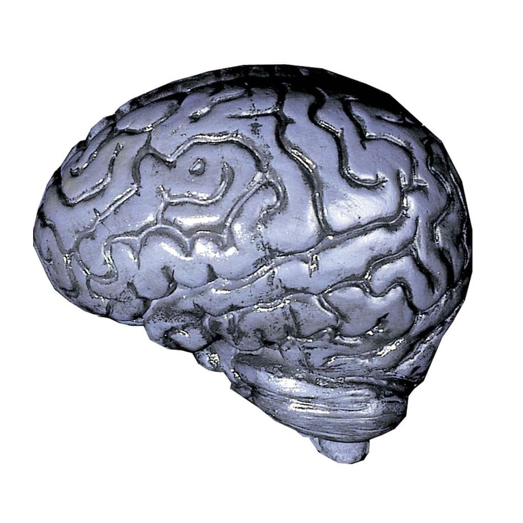 Gray and Black Human Brain Halloween Props